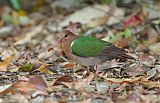 Pacific Emerald Doveborder=